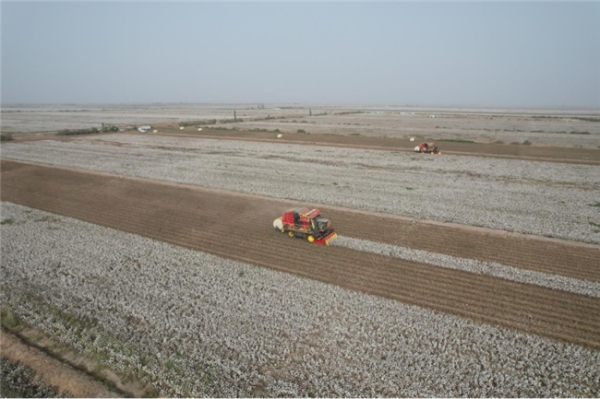 百事达配资 新疆塔里木农垦集团神农公司：深耕沙荒盐碱地 奏响三秋采收奋进曲
